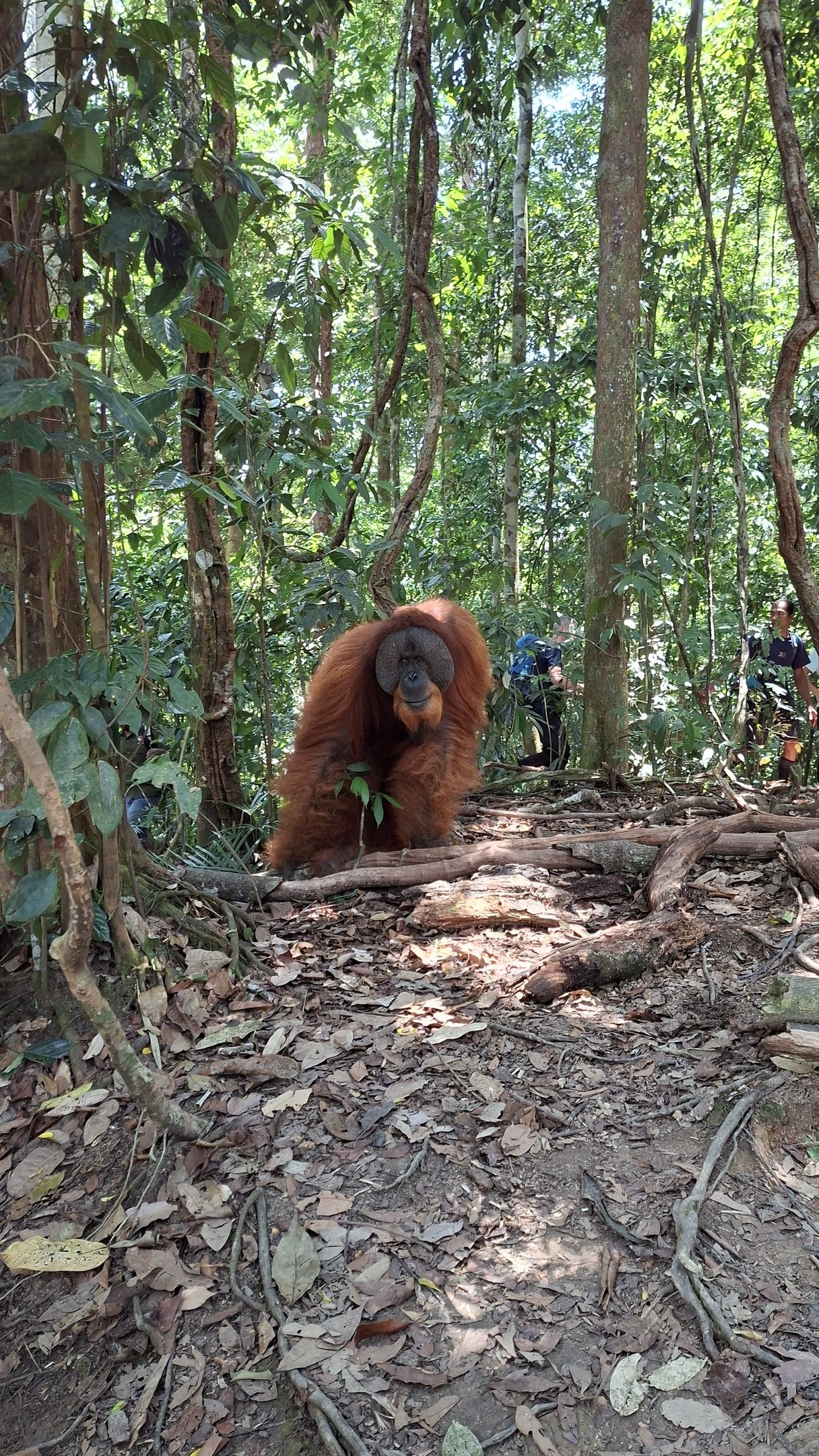 Orangutan in its natural habitat