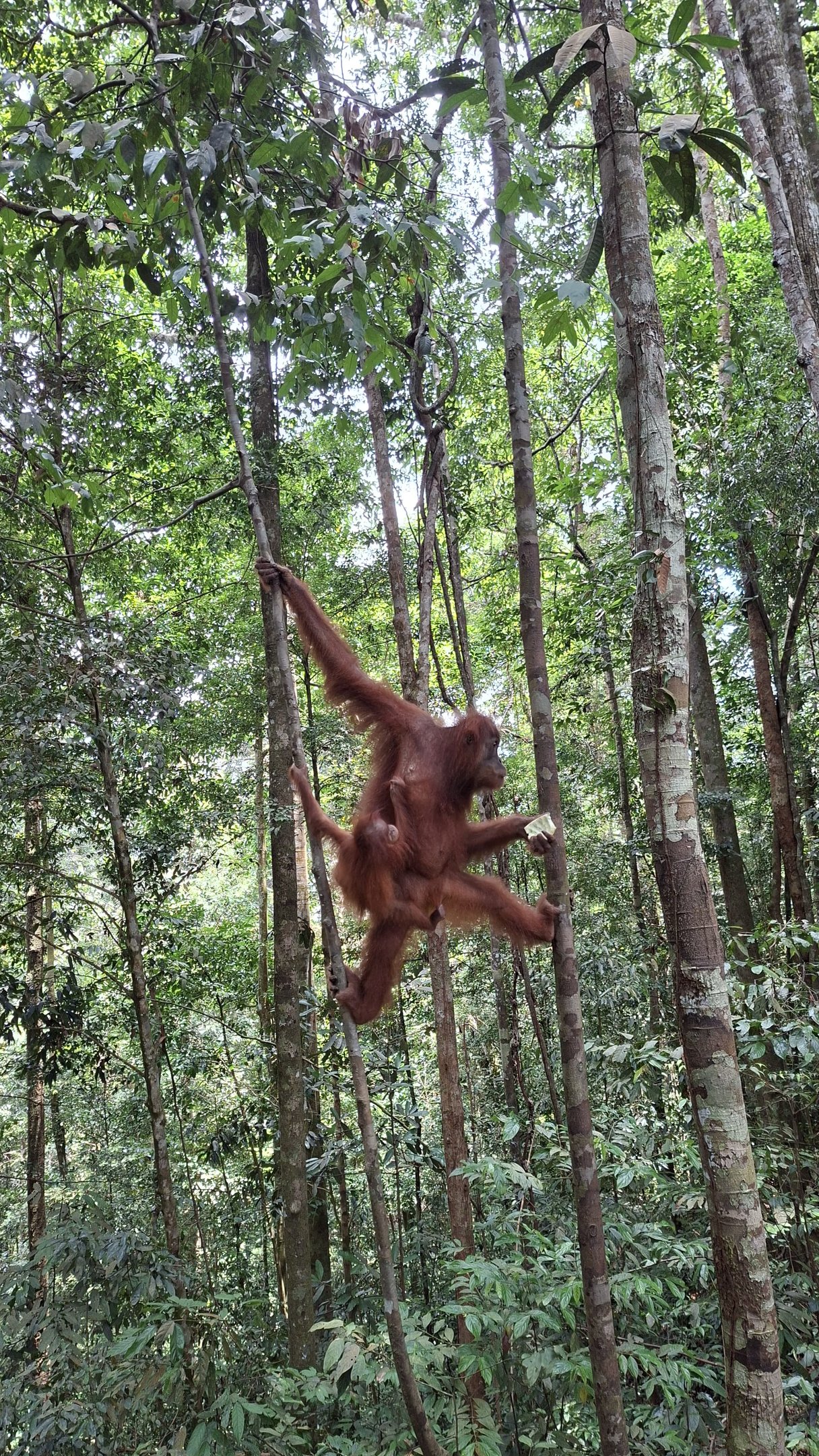 Trekking dans la forêt tropicale de Sumatra