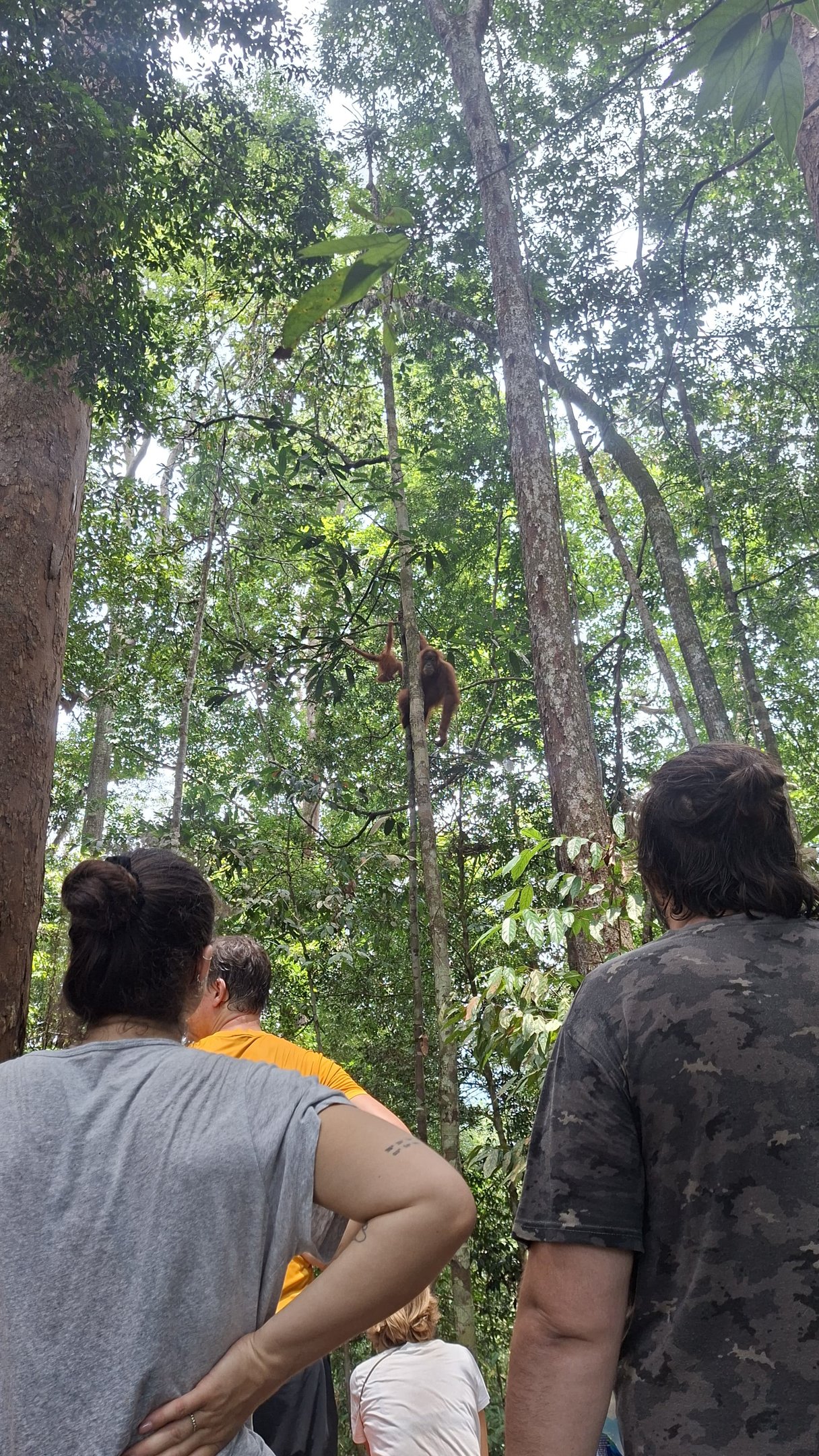Observation d'orangs-outans à Bukit Lawang
