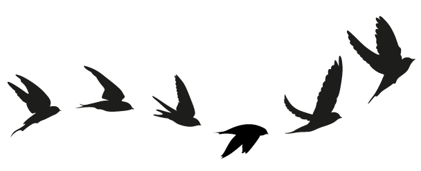 Le vol d'une hirondelle, prendre son envol avec la sophrologie
