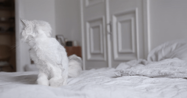 selective focus photography of lying Russian blue cat