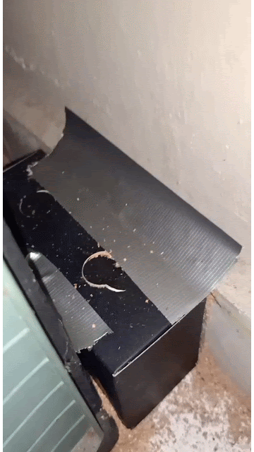Termite attract in bait box and eating the bait