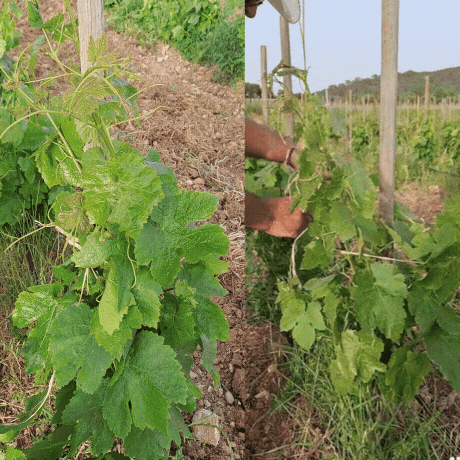 mantenimiento de viñedos ecológico en mallorca