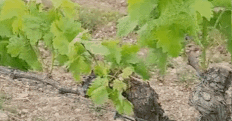 Poda en verd de vinyes