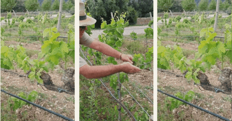 poda manual de viñedos en Mallorca trabajo ecológico