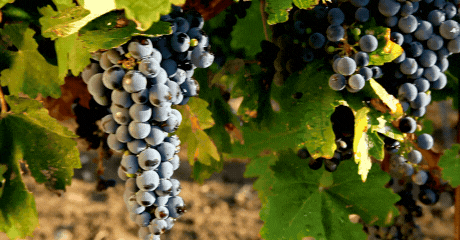 Nachhaltige Ernte mit ViñArts Mallorca