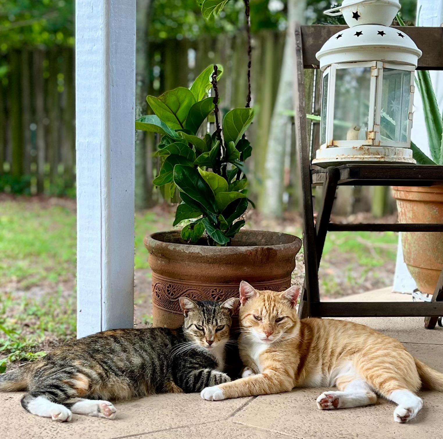 Non-toxic pet essentials