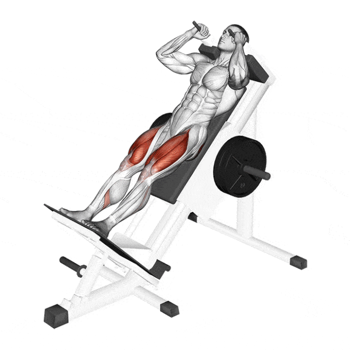 Ilustração de homem usando máquina de leg press, com foco nos músculos quadríceps.