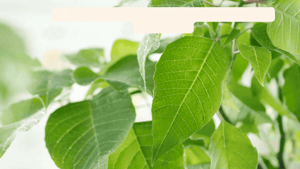 Proceso de emulsión artesanal de crema S&B El Artesanal