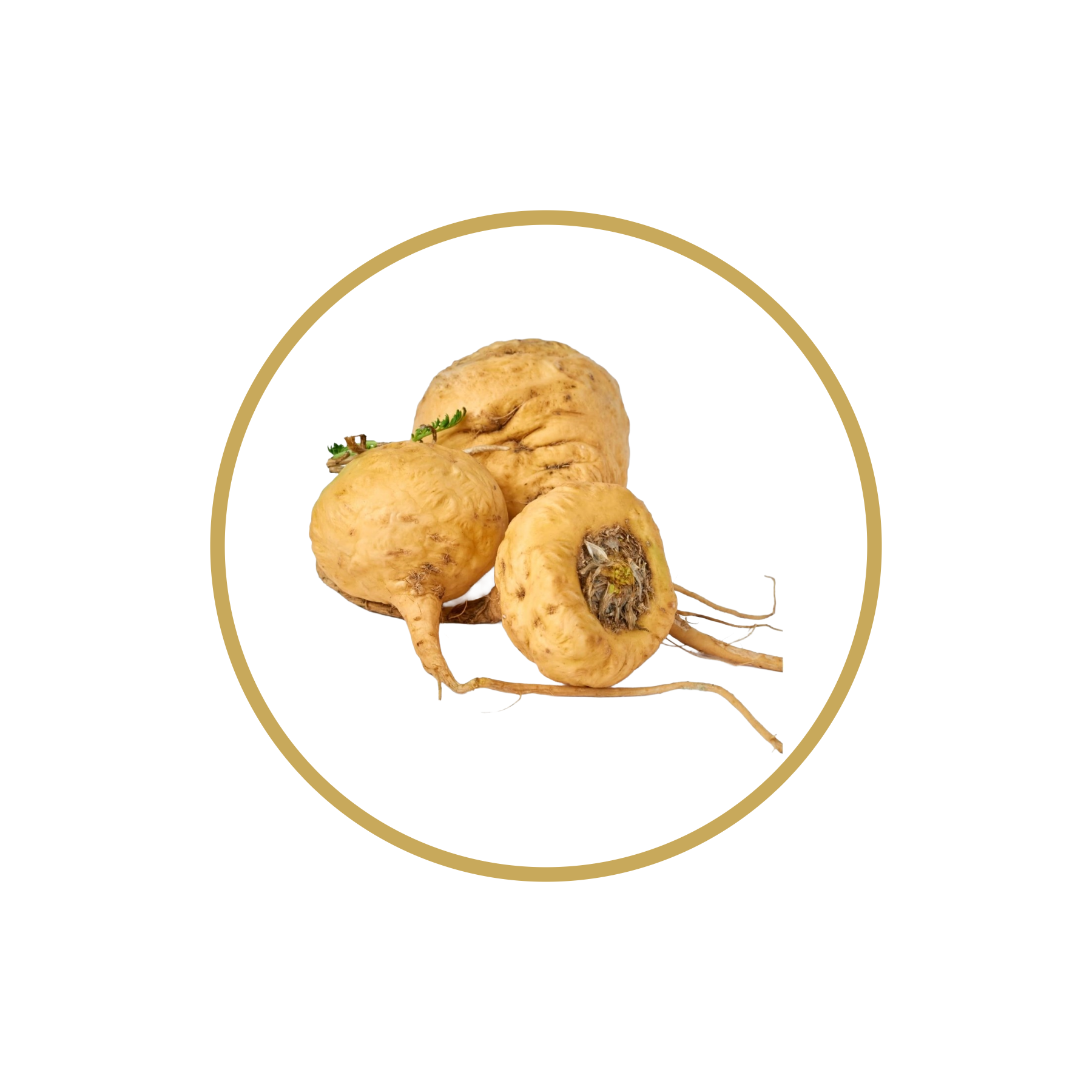 Maca