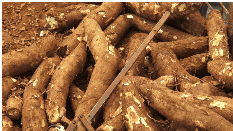A man holds a root vegetable over a fire.