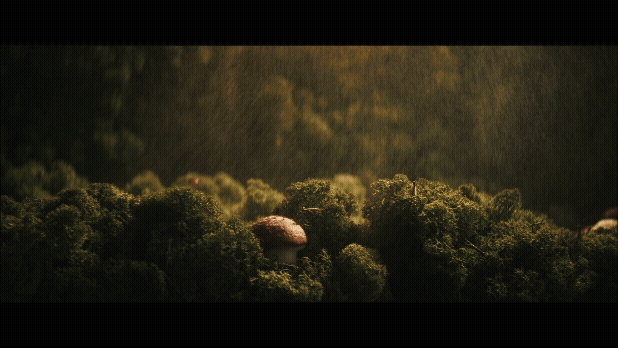 a bunch of mushrooms in the middle of a forest