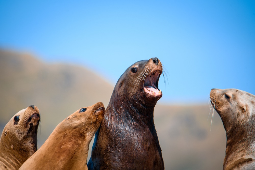 Побережье Сахалина