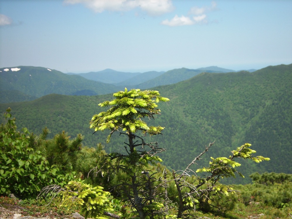 Останец Лягушка вид