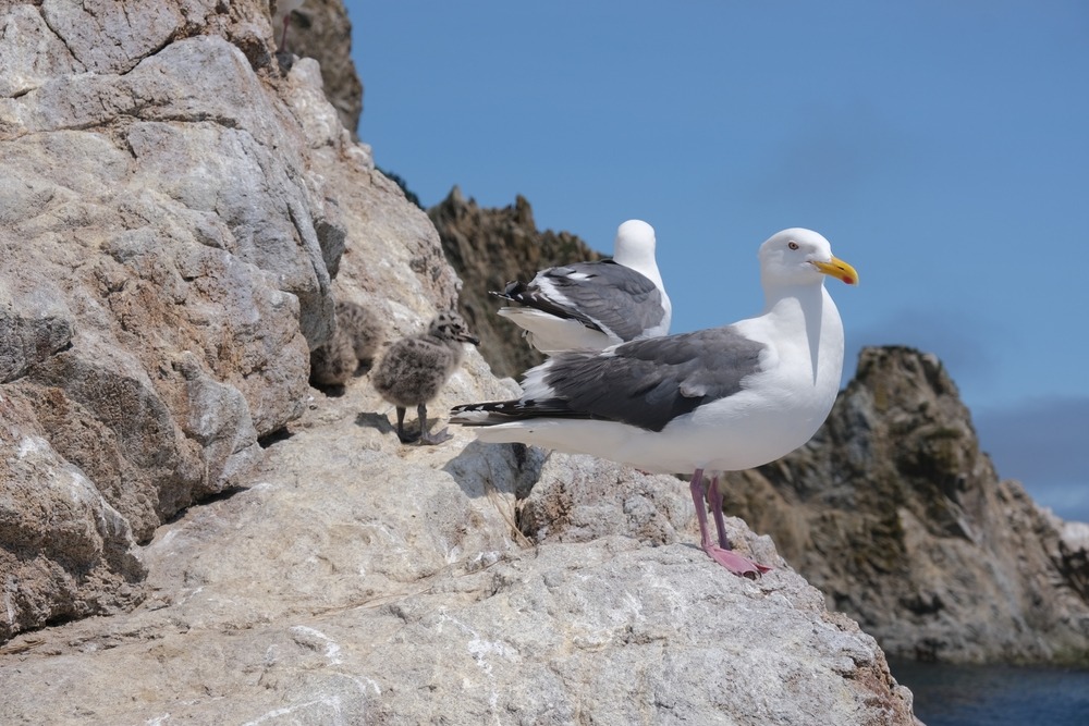 Маяк Анива на закате