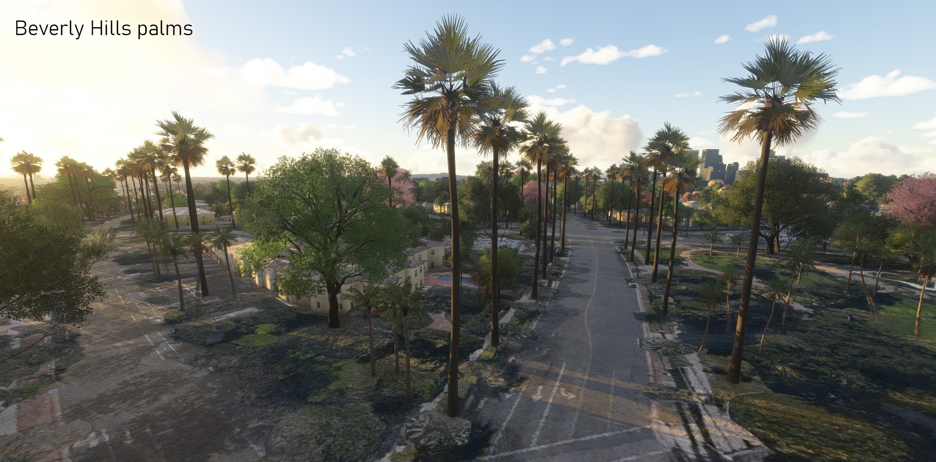 bhpalms-m5KMg5WX98S4NBOe.jpg
