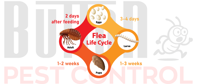 Life cycle of the flea