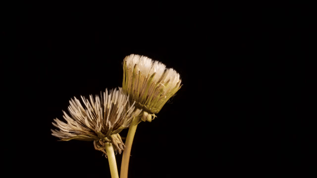 black and brown leather padded tub sofa